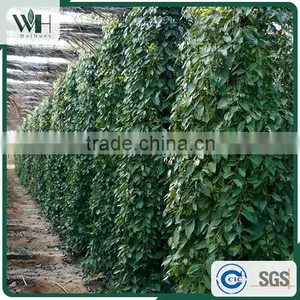 Vietnam Whole Black Pepper From Good Exporter 550gl thumbnail-6