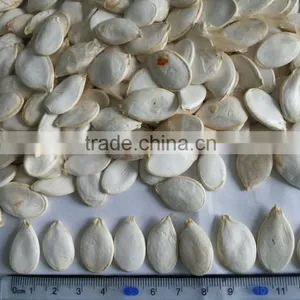Snow White Pumpkin Seeds thumbnail-1