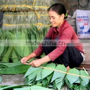 Fresh Big Size Bamboo Leaf thumbnail-1