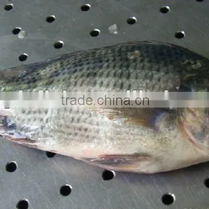 Low Price Frozen Tilapia Fish Gutted and Scaled thumbnail-1