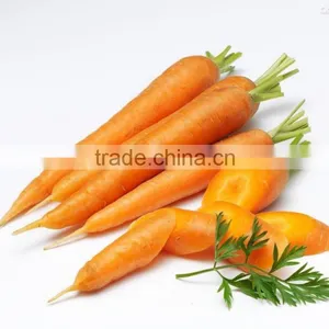 FRESH ORGANIC CARROTS WITH HIGH QUALITY thumbnail-3
