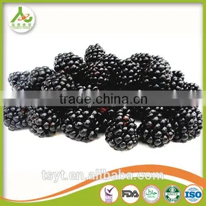 Best Selling Product Frozen Blackberry thumbnail-5