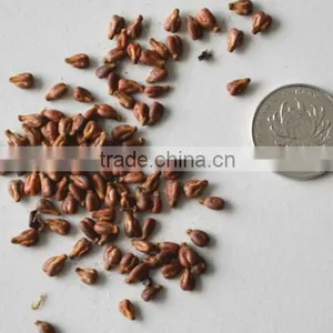 2016 High Germination Rate Grape Seed For Growing thumbnail-2