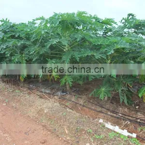 Sale High Germination Chaenomeles Sinensis Seeds Papaya Seeds Fruit Tree Seeds for Planting thumbnail-4