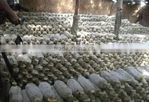 King Oyster Mushroom Spawn Growing Kit thumbnail-5