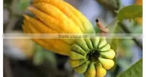 BERGAMOT ESSENTIAL OIL thumbnail-5