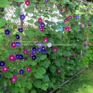 Residential Chain Link Fence thumbnail-5