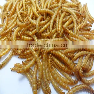 Professional Dried Mealworm for Backyard Chicken thumbnail-1