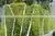 Artificial Green Wall Garden Wall Vertial Foliage thumbnail-2