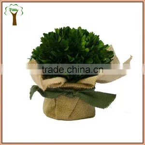 Preserved Boxwood Ball in Burlap Pot thumbnail-1