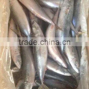 China Origin Fish Mackerel thumbnail-1