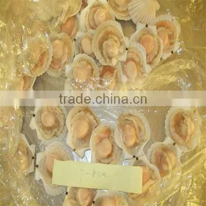 High Quality Frozen Seafood Half Shell Scallop Price(7-8cm) thumbnail-1