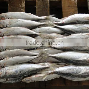 Frozen Horse Mackerel 14CM+ thumbnail-1