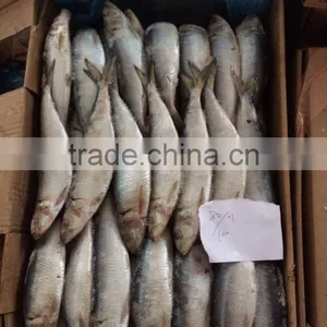 Raw Clean Frozen Sardine Stock thumbnail-2