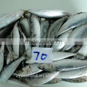 China Best Price Frozen Sardine Fish thumbnail-1