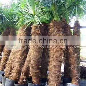 Trachycarpus Fortunei Potted With Good Leaves thumbnail-1
