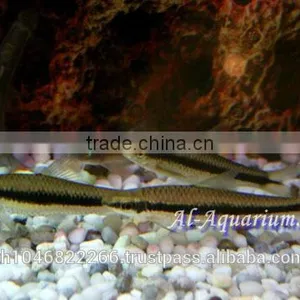 Siamese Algae Eater Fish For Sale / Aquarium Fish Thailand thumbnail-5