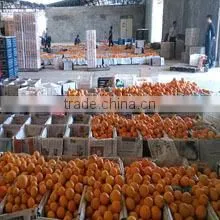 Yongchun Mandarin,Clementine Orange thumbnail-1