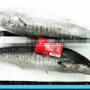 Frozen Pacific Mackerel thumbnail-4