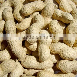 Chinese Peanut in Shell for HOT Sale 9/11 thumbnail-1