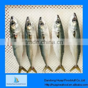 Frozen Mackerel Fish Food thumbnail-1