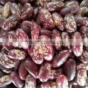 Purple Speckled Kidney Beans 2013crops thumbnail-1