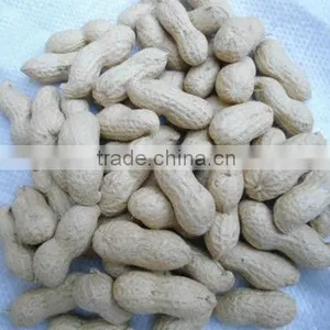 Junan Raw Peanuts in Shell thumbnail-1