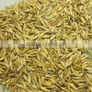 Oats thumbnail-1