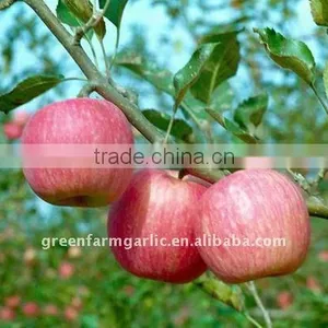 Fresh Fuji Apple of China thumbnail-1