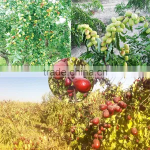 Freeze Dried (FD) Chinese Red Dates Chips thumbnail-5