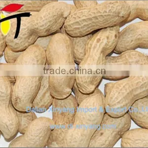 Recommend High Quality and Good Price Organic Delicious Roasted Peanuts thumbnail-4
