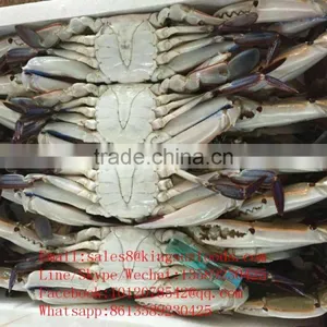 Wholesale Frozen Blue Swimming Crab for Hot Sale thumbnail-4