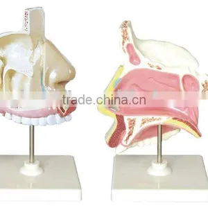 Human Nasal Cavity thumbnail-1