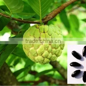 Indian Custard Apple Fruits Tree Seeds Annona Squamosa Rajasthan Asia thumbnail-1