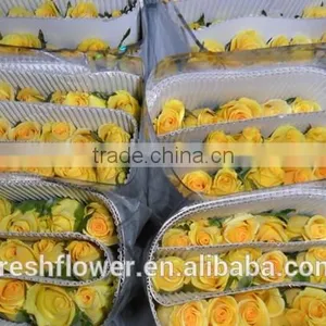 China Yellow Rose as the Same Quality of Fresh Cut Rose thumbnail-3