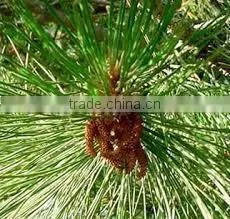 100% Original Quality Pine Sylvestris Oil thumbnail-1