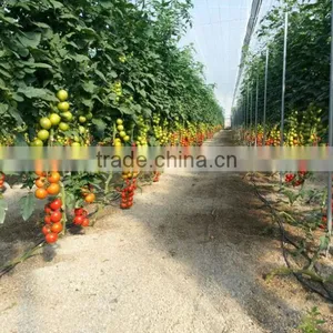 Latest Price For Calcium Ammonium Nitrate Fertilizer thumbnail-1