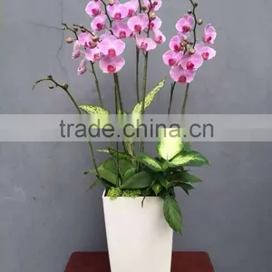 Vertical Garden,square Planter,self Watering Flower Pot thumbnail-4
