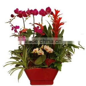 Wholesale Red Color Home Decor Table Flower Planter thumbnail-1