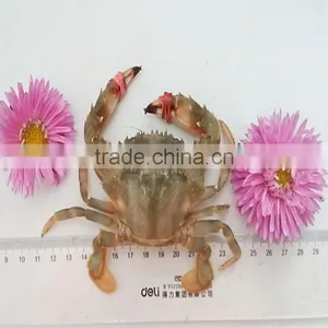 Mud Crabs thumbnail-1