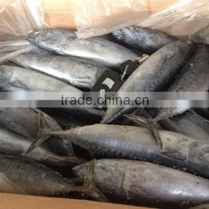 Good Quality Tuna thumbnail-1