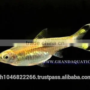 Rasbora Fish For Sale and Export thumbnail-4