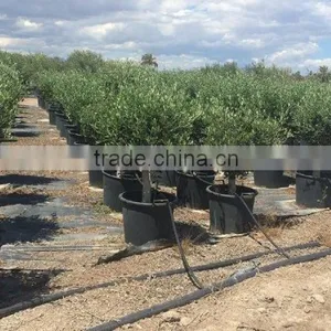 Olive Tree - Olea Europaea "Florida" thumbnail-2