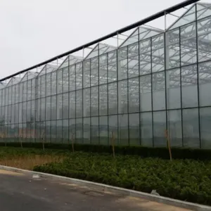 Intelligent Glass Greenhouse With Hydroponic System thumbnail-4