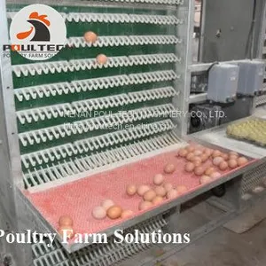 160 Birds of A Type Layer Chicken Cage Equipment With Automatic Equipment thumbnail-5