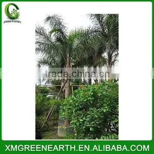 Syagrus Romanzoffiana Palms (2) thumbnail-1