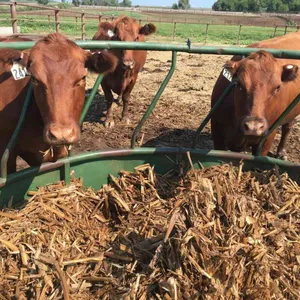 Round Type Assembled Steel Feeder Cattle Hay Saver Large Oval Horse Cow Hay Ring Feeder thumbnail-5
