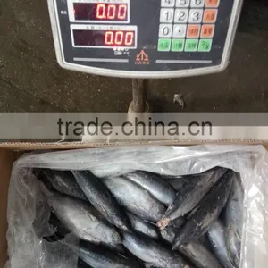 FAO 61 China Frozen Bonito Tuna Fish and Auxis Thazard thumbnail-3