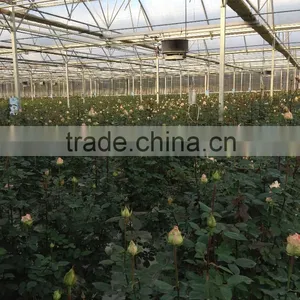 H2h Hydroponic Systems and Greenhouses thumbnail-4