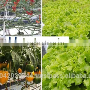 Drip Irrigation System and NFT Hydroponics for Agriculture Product thumbnail-1